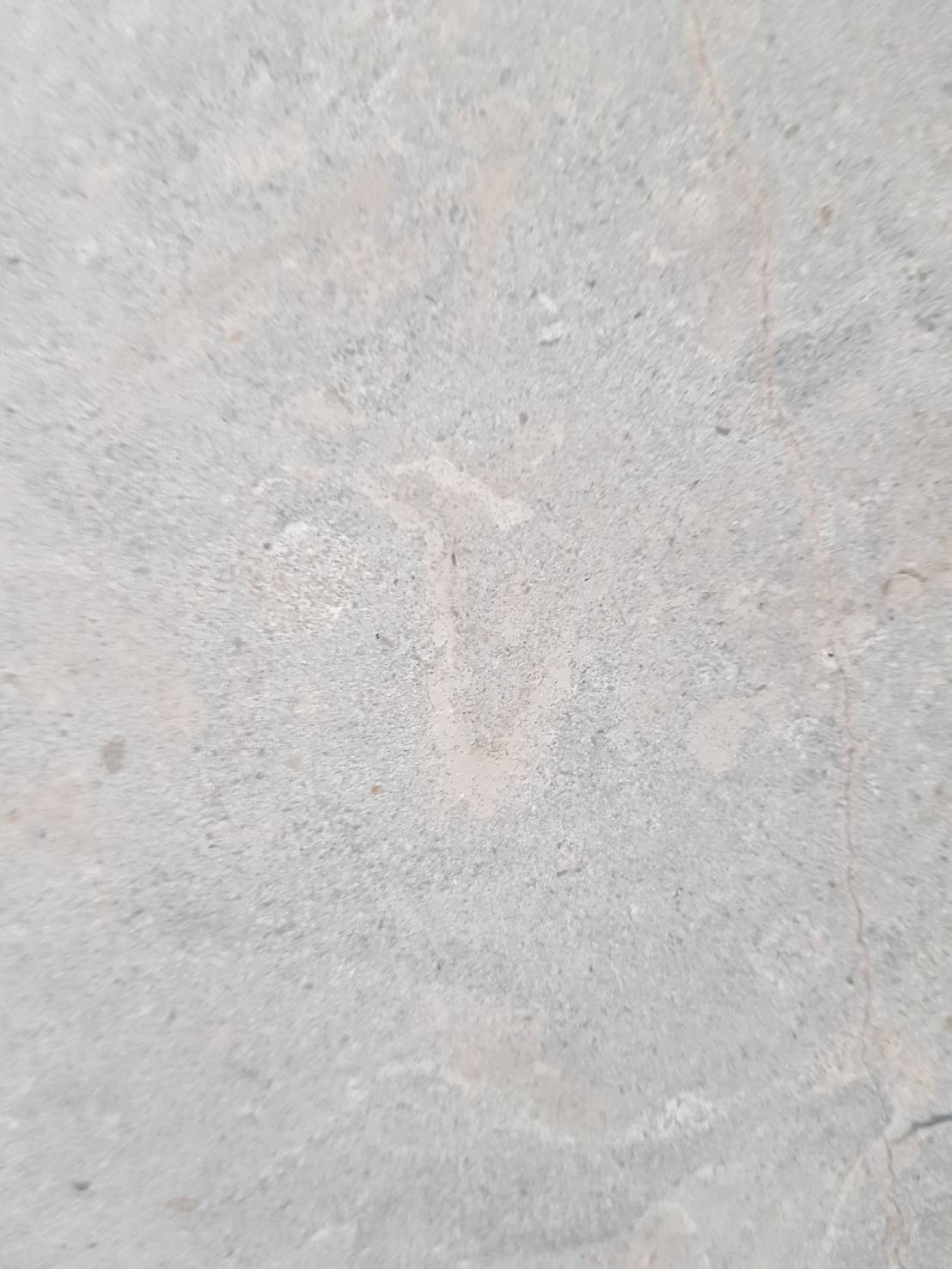 棕櫚石